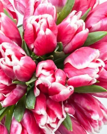 Achterom 7 Hoorn (North Holland)